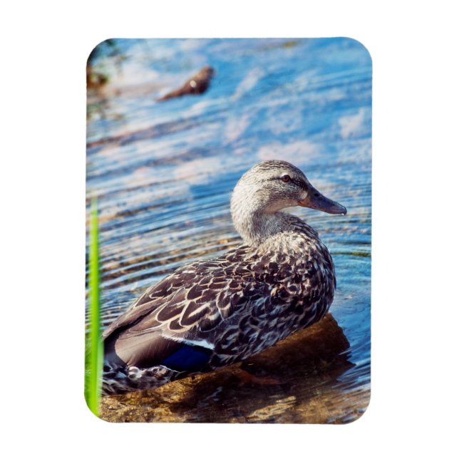 Magnet Flexible Ondulations (Vertical)