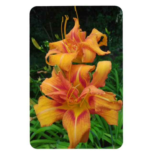 Magnet Flexible Orange Daylily Blooms (Vertical)