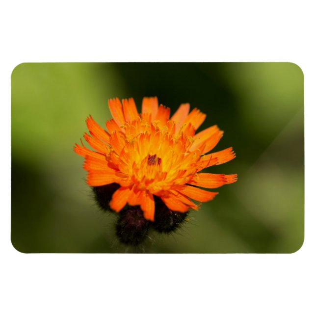 Magnet Flexible Orange Hawkweed (Horizontal)