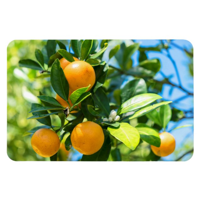 Magnet Flexible Oranger en fruits (Horizontal)