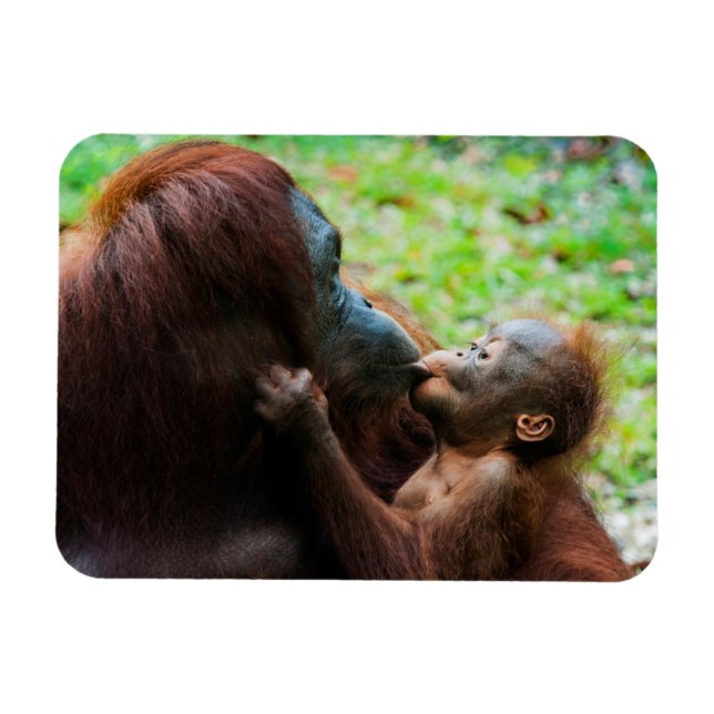 Magnet Flexible Orangutan mother et baby (Horizontal)