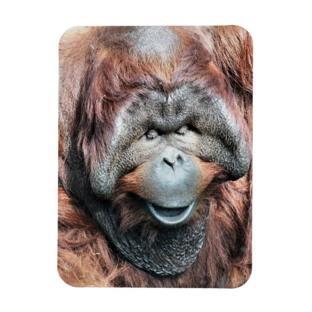 MAGNET FLEXIBLE ORANGUTANS (Vertical)
