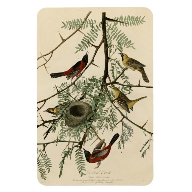 Magnet Flexible Orchard Oriole des Oiseaux d'Amérique d'Audubon (Vertical)