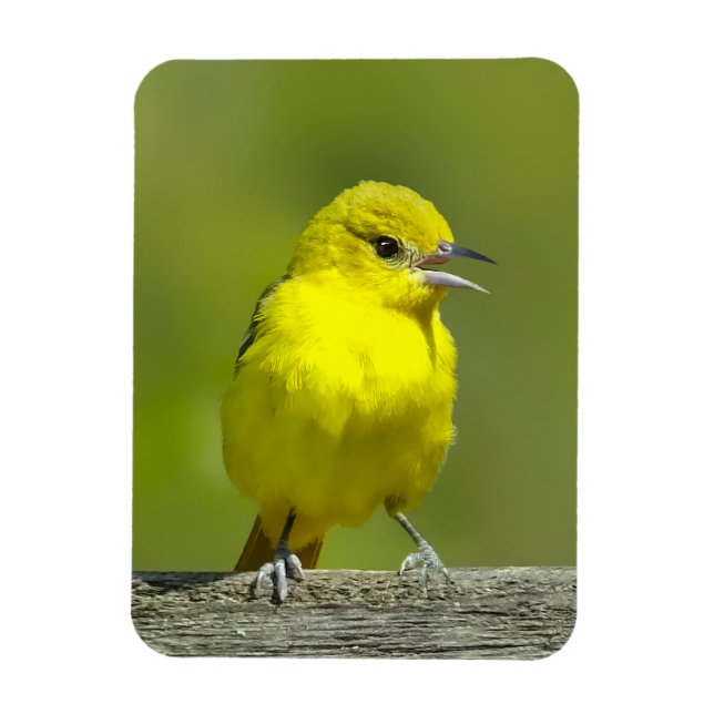 Magnet Flexible Orchard Oriole - Photo originale (Vertical)
