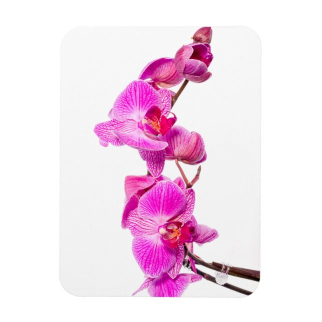 Magnet Flexible Orchidée (Vertical)