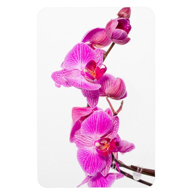 Magnet Flexible Orchidée (Vertical)