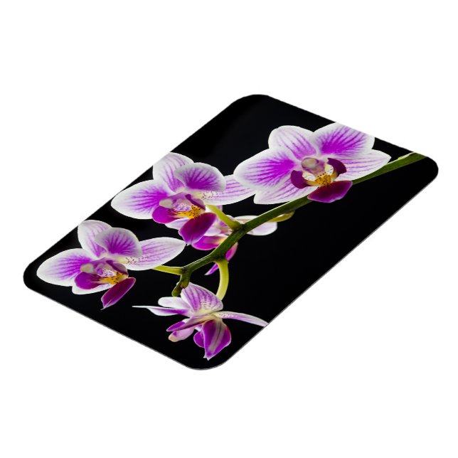Magnet Flexible Orchidée blanche et violette (Côté Gauche)