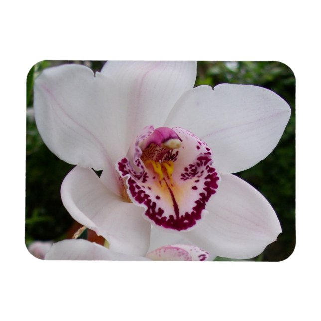 Magnet Flexible Orchidée Blanche I Belle Fleur Tropicale (Horizontal)