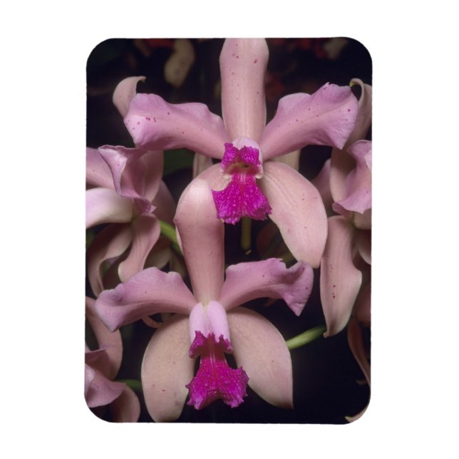 Magnet Flexible Orchidée (Cattleya amethystoglossa), Est (Vertical)
