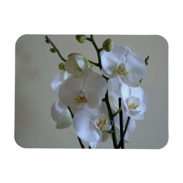 Magnet Flexible Orchidées blanches (Horizontal)