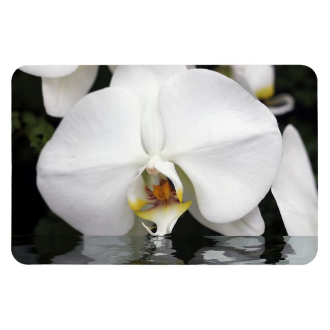 Magnet Flexible Orchidées blanches dans l'eau Aimant photo flexibl (Horizontal)