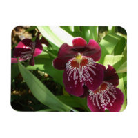 Orchidées bordeaux II Élégante Florale