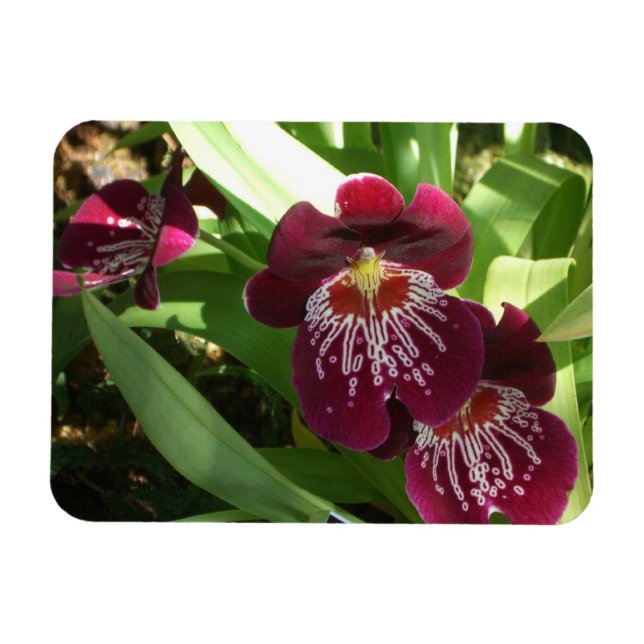 Magnet Flexible Orchidées bordeaux II Élégante Florale (Horizontal)