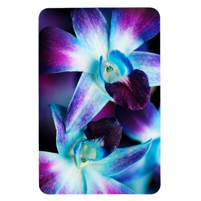 Magnet Flexible Orchidées Customisées à l'orchidée pourpre et bleu (Vertical)