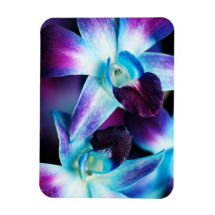Magnet Flexible Orchidées Customisées à l'orchidée pourpre et bleu
