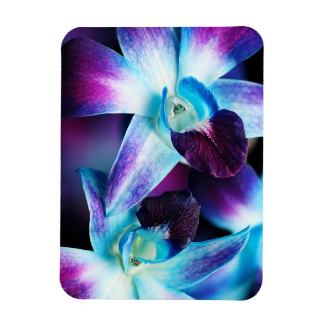 Magnet Flexible Orchidées Customisées à l'orchidée pourpre et bleu (Vertical)