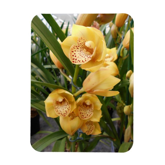 Magnet Flexible Orchidées de Cymbidium Jaune (Vertical)
