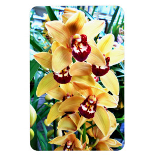 Magnet Flexible Orchidées de Cymbidium Jaune