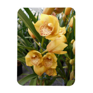 Magnet Flexible Orchidées du Cymbidium jaune