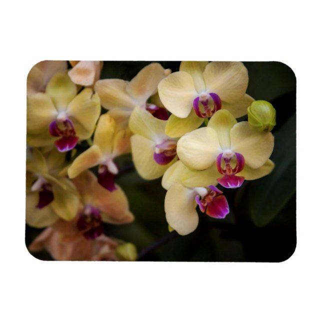 Magnet Flexible Orchidées roses et jaunes (Horizontal)