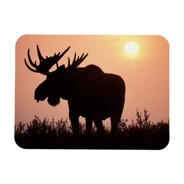 Magnet Flexible orignal, Alces alces, taureau avec grands bois, (Horizontal)