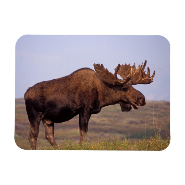 Magnet Flexible orignal, Alces alces, taureau avec grands bois (Horizontal)
