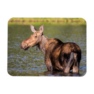 Magnet Flexible Orignal se nourrissant dans le parc national de Gl