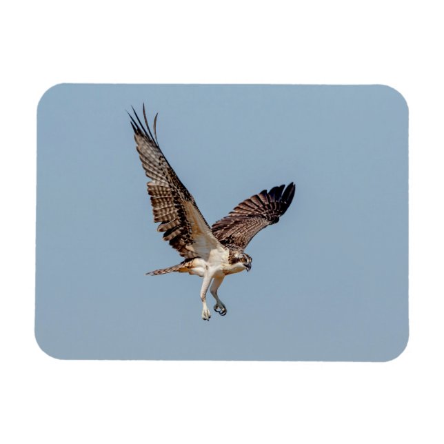 Magnet Flexible Osprey juvénile en vol (Horizontal)