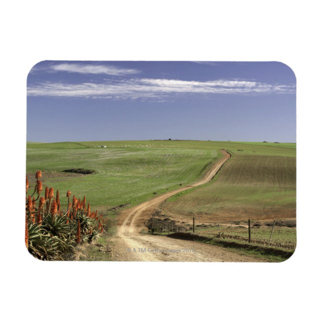 Magnet Flexible Otaries florales près de Caledon, Western Cape (Horizontal)
