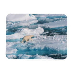 Magnet Flexible Ours blanc marchant sur la mer