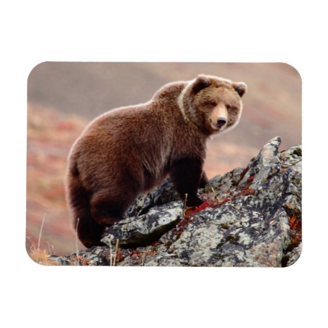 Magnet Flexible Ours Brown Denali (Horizontal)
