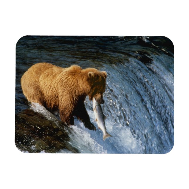 Magnet Flexible Ours brun d'Alaska attrapant du saumon à Brooks (Horizontal)