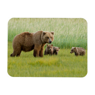 Magnet Flexible Ours brun d'Alaska avec des oursons dans une prair