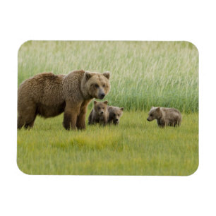 Magnet Flexible Ours brun d'Alaska femelle et trois oursons, Ursus