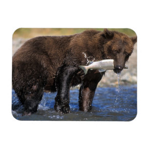 Magnet Flexible Ours brun, grizzly, avec prise de saumon,