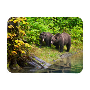 Magnet Flexible Ours brun & ourson Hyder, Alaska
