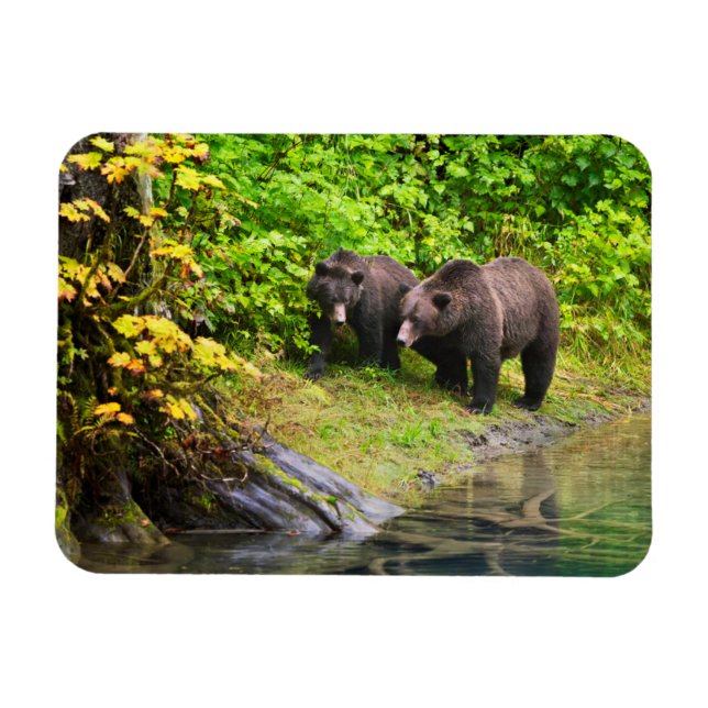 Magnet Flexible Ours brun & ourson | Hyder, Alaska (Horizontal)