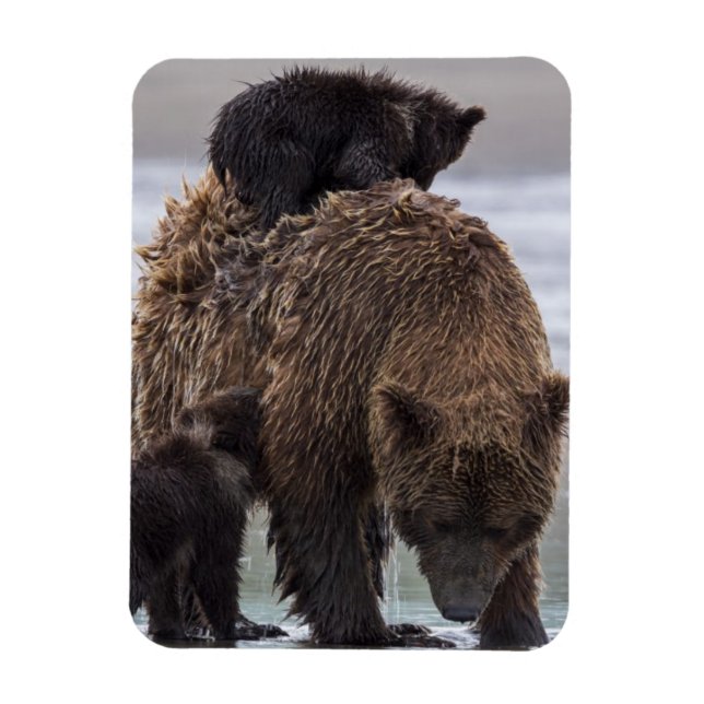 Magnet Flexible Ours brun | Parc national du lac Clark (Vertical)
