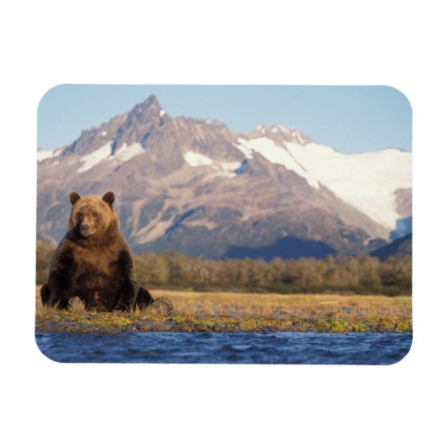 Magnet Flexible ours brun, Ursus arctos, grizzly, Ursus (Horizontal)