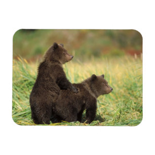 Magnet Flexible ours brun, Ursus arctos, grizzly, Ursus 2