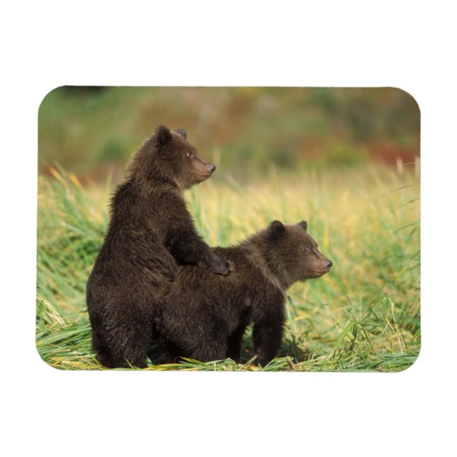Magnet Flexible ours brun, Ursus arctos, grizzly, Ursus 2 (Horizontal)