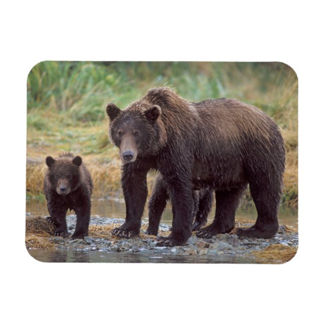 Magnet Flexible ours brun, Ursus arctos, grizzly, Ursus 3 (Horizontal)