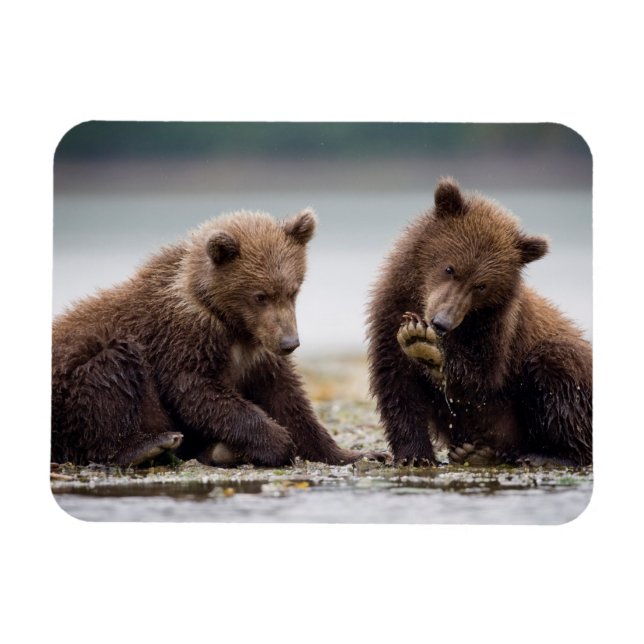 Magnet Flexible Ours Bruns Jeunes au Bord du Ruisseau (Horizontal)