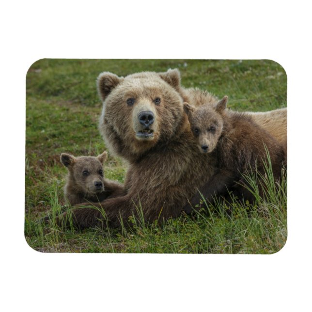 Magnet Flexible Ours bruns oursons câlinant leur mère (Horizontal)