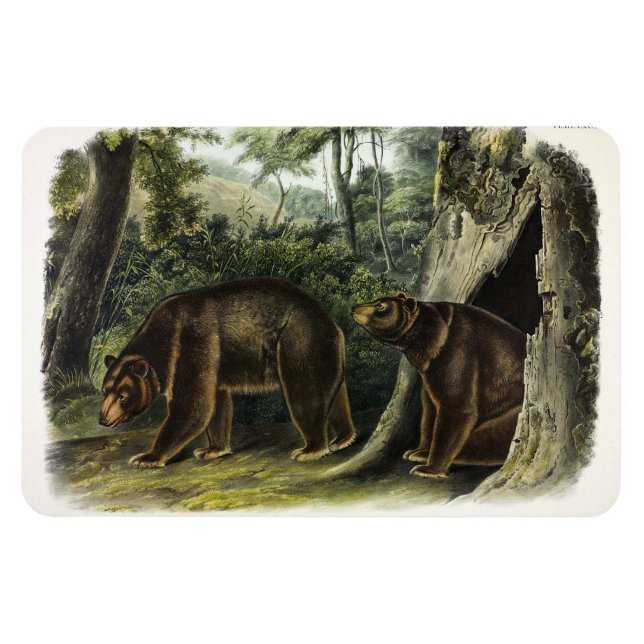 Magnet Flexible Ours de cannelle des Quadrupeds d'Audubon (Horizontal)