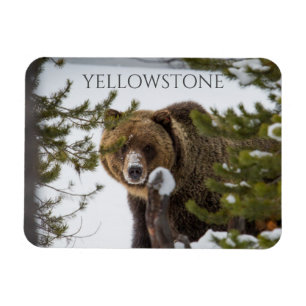 Magnet Flexible Ours grizzli dans la neige, parc national Yellowst