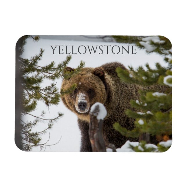 Magnet Flexible Ours grizzli dans la neige, parc national Yellowst (Horizontal)