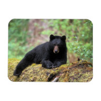 Ours noir sur une vieille bille dans la