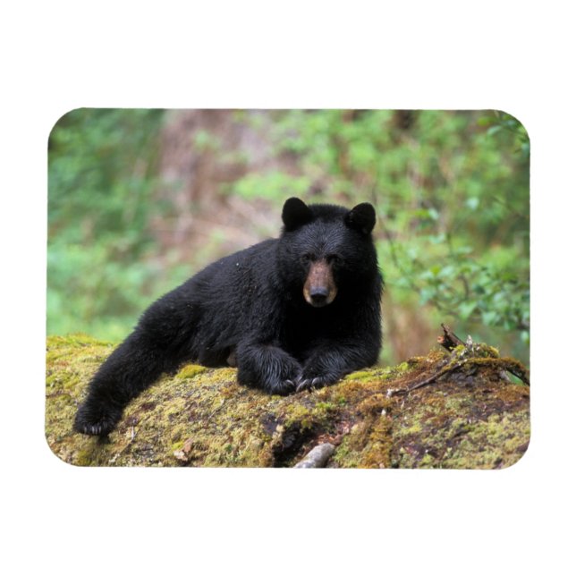 Magnet Flexible Ours noir sur une vieille bille dans la (Horizontal)