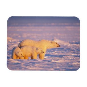 Magnet Flexible Ours polaire femelle avec des oursons de printemps